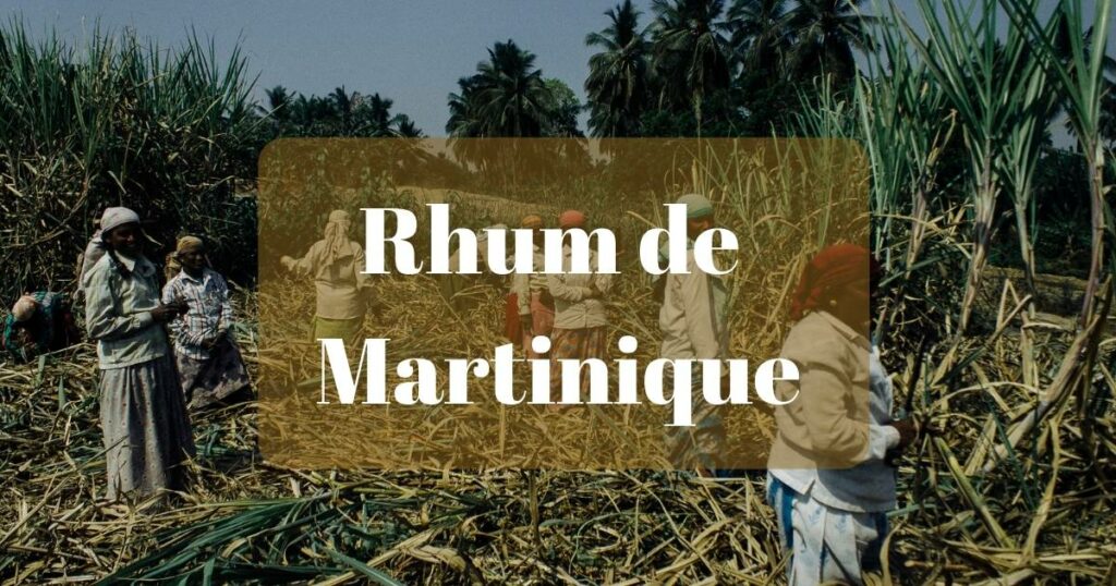 Lire la suite à propos de l’article Meilleurs rhums de La Martinique, origines, rhumeries, marques