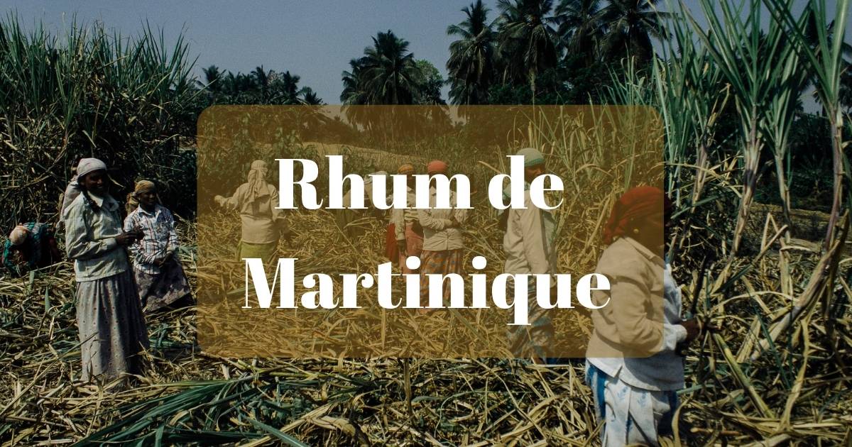 You are currently viewing Meilleurs rhums de La Martinique, origines, rhumeries, marques